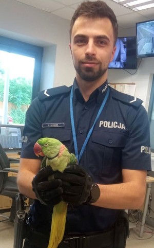 policjant trzyma w ręku papugę