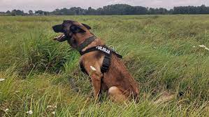 Pies policyjny na trawie.