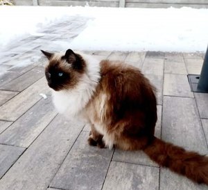 kot podczas zimy